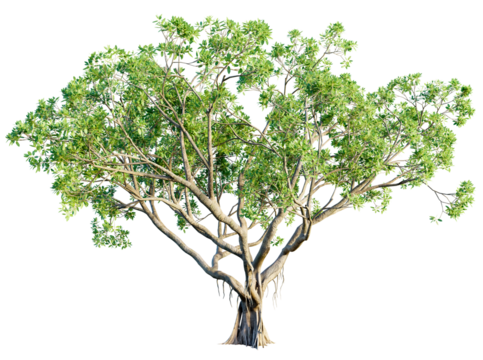 Ficus tree 4k png