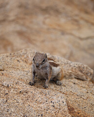 Marokańska wiewiórka ziemna, pręgowiec berberyjski obserwuje pustynne otoczenie wyspy...