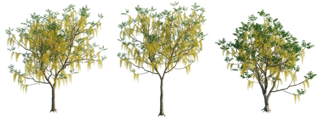 Cassia fistula 4k png