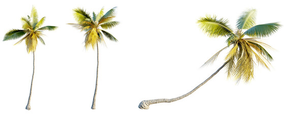 Coconut tree 4k png