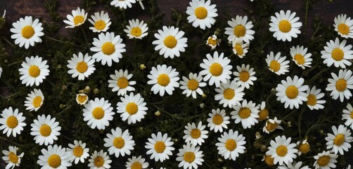  a bunch of white and yellow daisies in a field of green and yellow daisies in a field of white and yellow daisies in a field of yellow and white daisies.