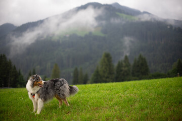 A Shetland Sheepdog standing in a lush green field with misty mountains in the background