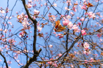 Sakura tree