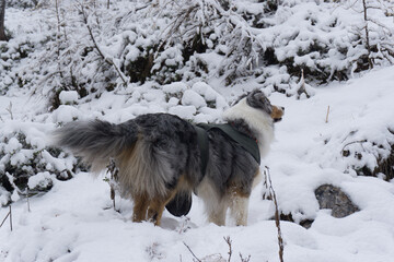 A dog with a coat on in a snowy landscape
