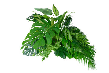 Tropical leaves of Asia isolated on transparent background .( monstera, palm, coconut leaf, fern, palm leaf,bananaleaf) PNG © eakarat