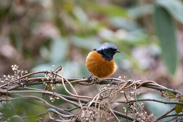 Dorian Redstart, perched on a vine, looks to the side and prepares to take flight.