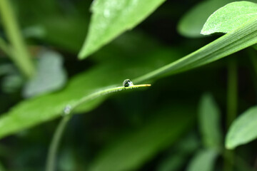 A drop of dew on a green leaf.