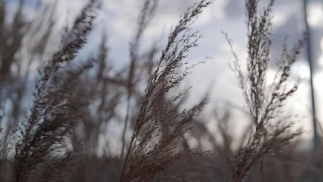Common reed (phragmites australis) feathers plant moving in the wind at sunset. High quality 4k, h265 422 10 bit color profile, 25 fps.
