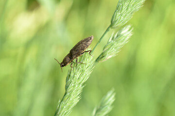 A click beetle or wireworm sits on a green leaf.