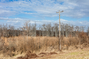 Barren trees and tall grass surrounding a telephone pole with cloudy sky - 716696480