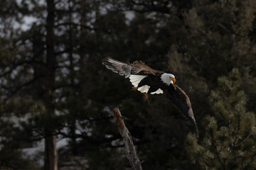 Bald Eagles of 11 Mile Canyon