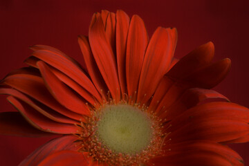 Red Gerbera Daisy