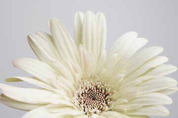 White Gerbera Daisy