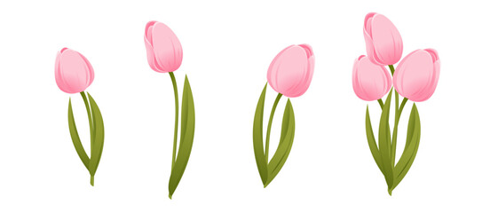 Obraz premium Tulips.Collection of pink tulips,tulip bouquet.Vector illustration isolated on a white background.