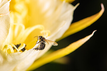 Dragon fruit flower, bees pollinating the beautiful pitahia flowers in Brazil summer, selective focus.