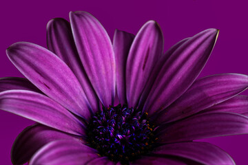 Purple Gerbera Daisy