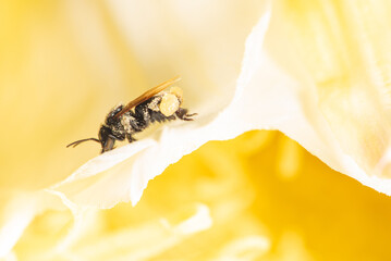 Dragon fruit flower, bees pollinating the beautiful pitahia flowers in Brazil summer, selective focus.
