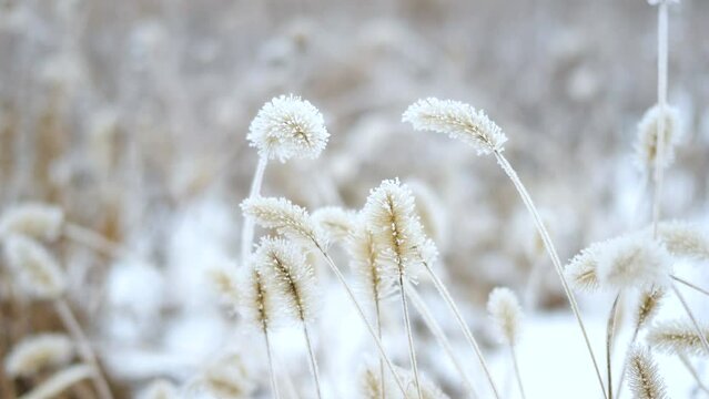 Setaria covered with frost in winter