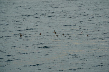 Shearwaters birds view from Istanbul Bosphorus cruise