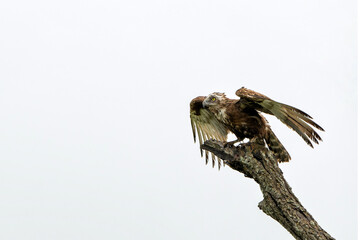 Brown Snake Eagle (Circaetus cinereus) in the rain. This completely wet juvenile Brown Snake Eagle had problems with the wind with flying away in the Kruger National Park in South Africa