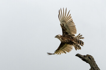 Brown Snake Eagle (Circaetus cinereus) in the rain. This completely wet juvenile Brown Snake Eagle had problems with the wind with flying away in the Kruger National Park in South Africa