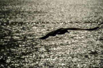 seagull silhouette view from Istanbul Bosphorus cruise