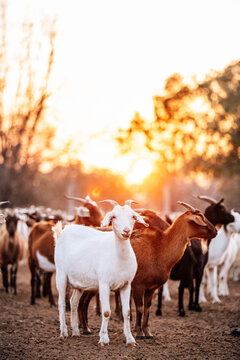 White goat standing in front of the sunset with other goats