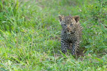 Leopard cub on the move. This very young Leopard cub was following his mother cautiously and uneasily in Sabi Sands Game Reserve in the greater Kruger region in South Africa     