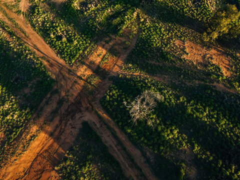 Dirt tracks crossroads from above