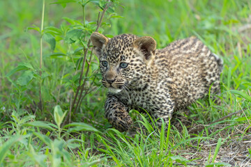 Leopard cub on the move. This very young Leopard cub was following his mother cautiously and uneasily in Sabi Sands Game Reserve in the greater Kruger region in South Africa     