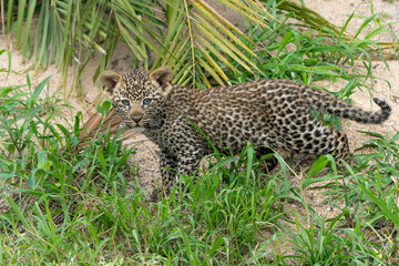 Leopard cub on the move. This very young Leopard cub was following his mother cautiously and uneasily in Sabi Sands Game Reserve in the greater Kruger region in South Africa     