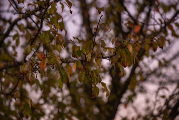 Pyrus communis tree in the wilderness. Colorful wild tree leaves in the autumn