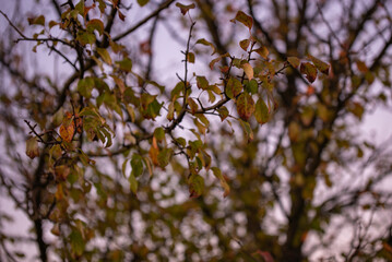 Pyrus communis tree in the wilderness. Colorful wild tree leaves in the autumn