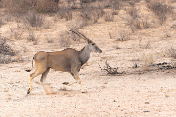 Common eland, also known as the southern eland or eland antelope (Taurotragus oryx) startled by a lion at a waterhole in the Kgalagadi Transfrontier Park in South Africa.
