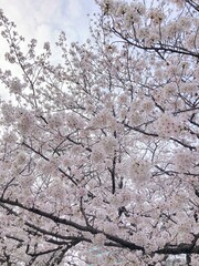 spring has come! Cherry blossoms are in full bloom.