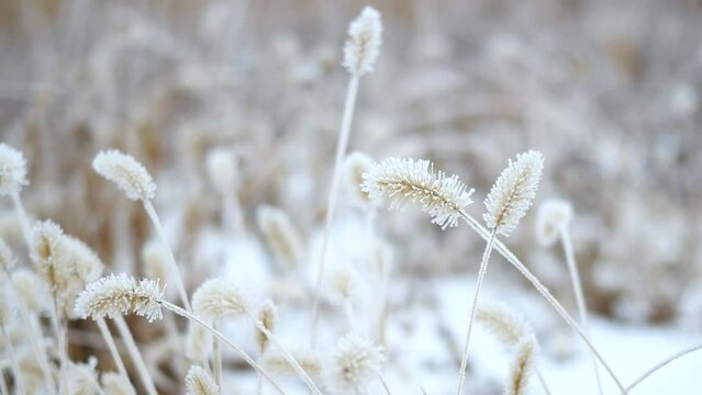 Setaria covered with frost in winter