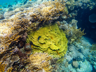 Beautiful corals on the bottom of a reef in the Red Sea