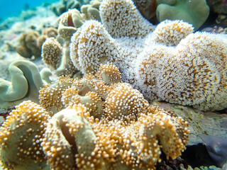 Beautiful corals on the bottom of a reef in the Red Sea