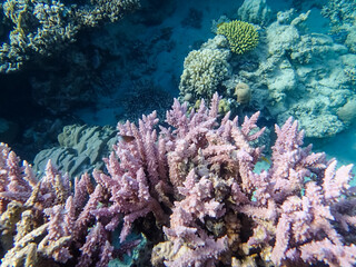 Beautiful corals on the bottom of a reef in the Red Sea