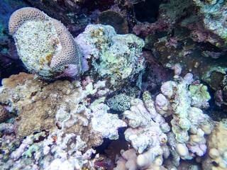 Beautiful corals on the bottom of a reef in the Red Sea