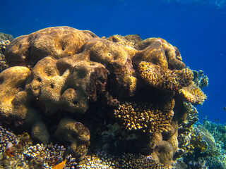 Beautiful corals on the bottom of a reef in the Red Sea
