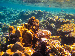 Beautiful corals on the bottom of a reef in the Red Sea