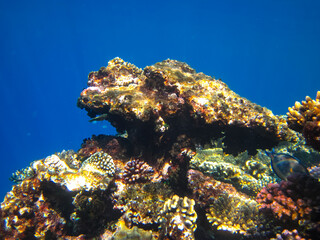Beautiful corals on the bottom of a reef in the Red Sea
