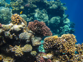 Naklejka na ściany i meble Beautiful corals on the bottom of a reef in the Red Sea