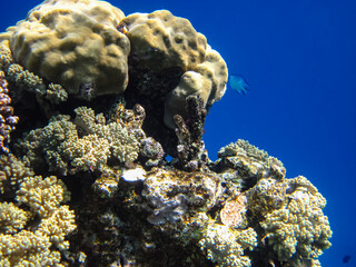 Beautiful corals on the bottom of a reef in the Red Sea