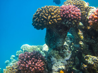 Beautiful corals on the bottom of a reef in the Red Sea