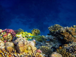 Beautiful corals on the bottom of a reef in the Red Sea