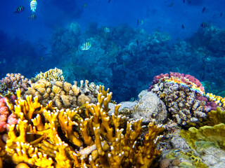 Beautiful corals on the bottom of a reef in the Red Sea
