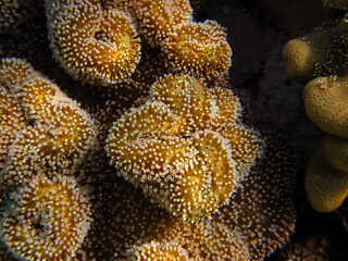Beautiful corals on the bottom of a reef in the Red Sea