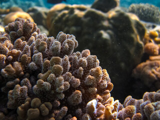 Beautiful corals on the bottom of a reef in the Red Sea